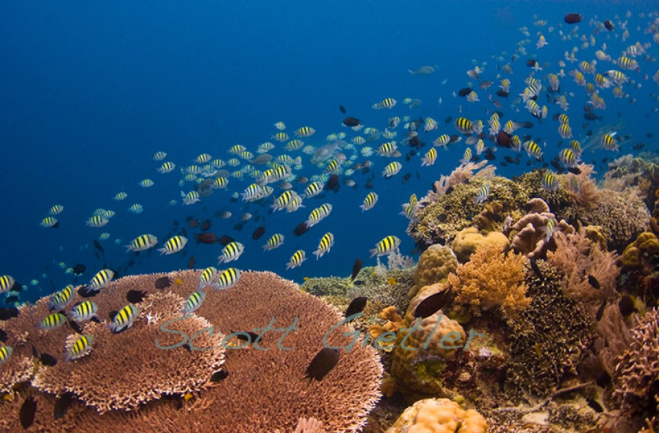 Taman Nasional Bunaken: Surga Bawah Laut Sulawesi Utara
