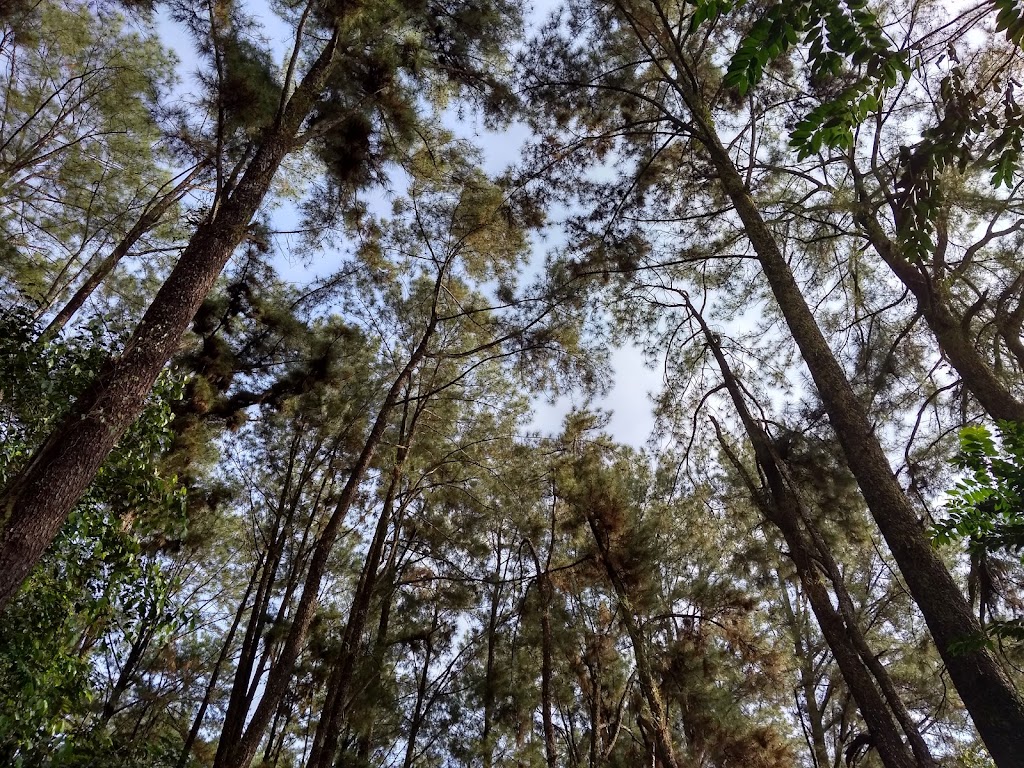 Menikmati Kesejukan Hutan Kota Pinus Mentaos I di Banjarbaru